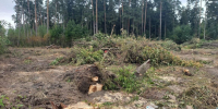 В Балашихе вырубают больной лес для снижения пожарной опасности - Regions.Ru